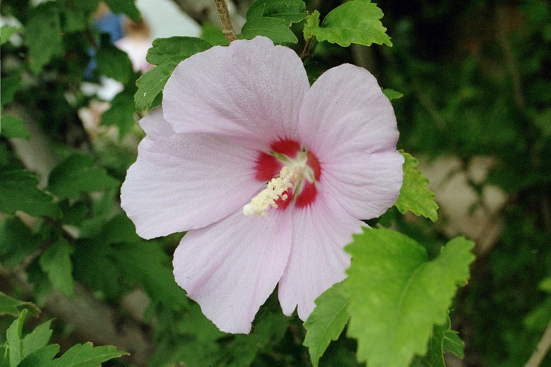 A beautifully light pink rose of Sharon Hibiscus syriacus flower in full bloom.