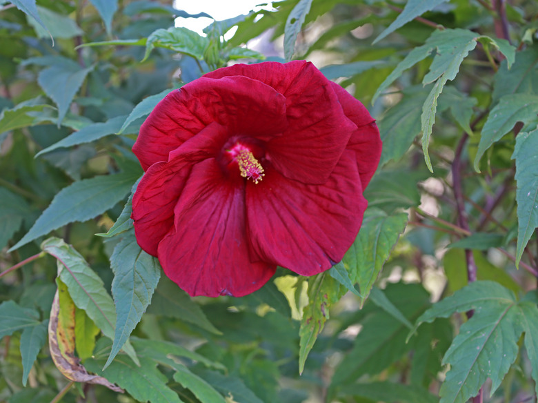 A deep red hardy hibiscus Hibiscus moscheutos flower pointing to the ground.
