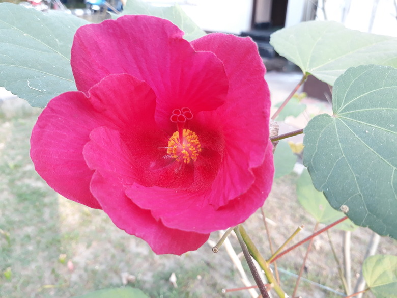 A close-up of a radiantly pink confederate rose Hibiscus mutabilis flower.