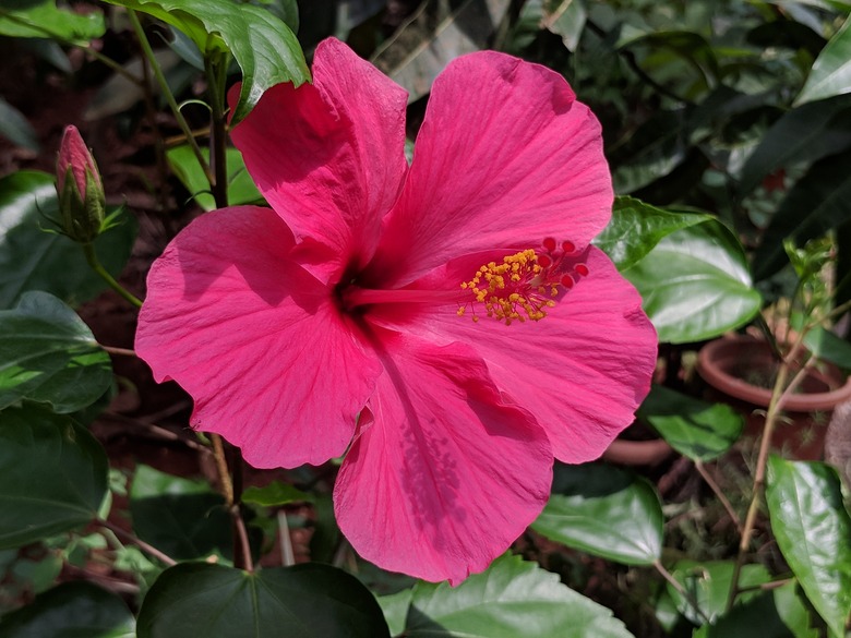 A lovely magenta tropical hibiscus Hibiscus rosa-sinensis flower in bloom.