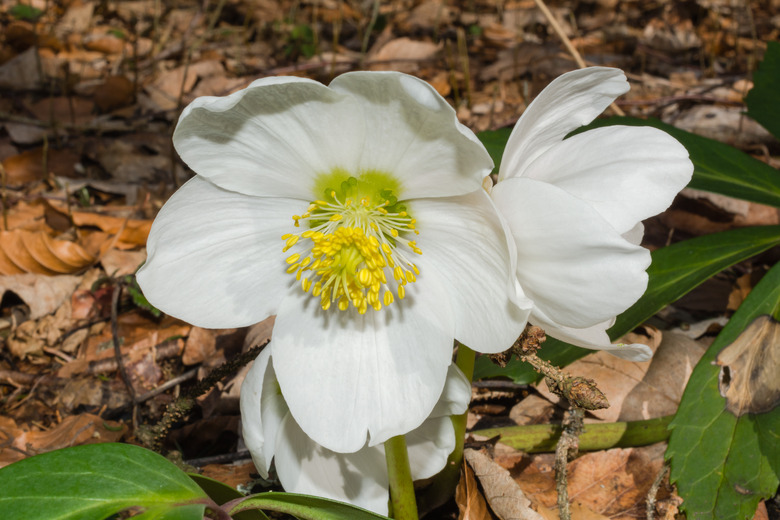 A white Christmas rose bloom Helleborus niger close to the ground.