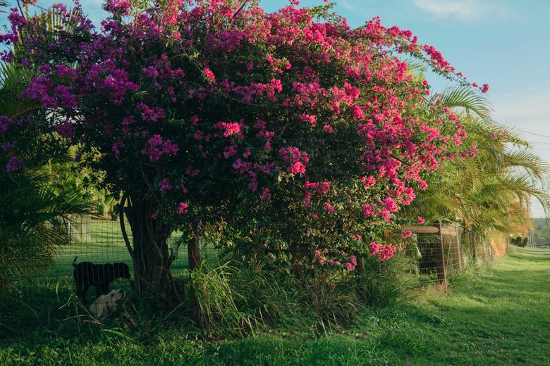 Thriving bougainvillea growing along a gate.