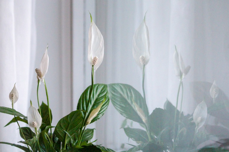 Peace lilies Spathiphyllum spp. growing indoors next to a window.