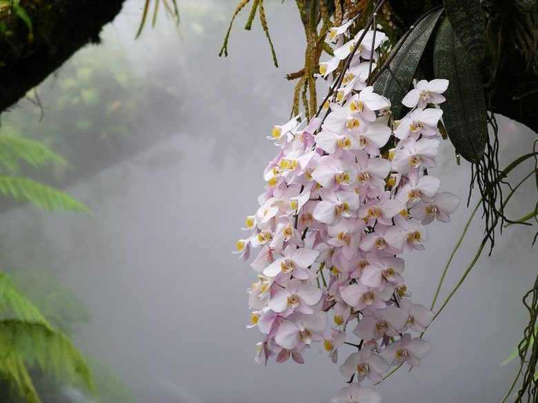 White and light pink orchids Phalaenopsis philippinensis hanging down from the Singapore Botanic Gardens.