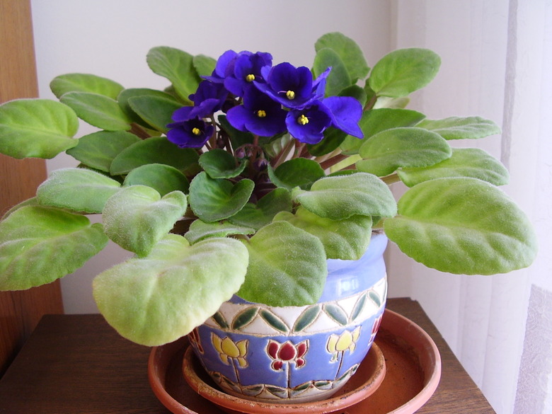 Dark purple African violets Saintpaulia ionantha growing in a cute pot indoors.