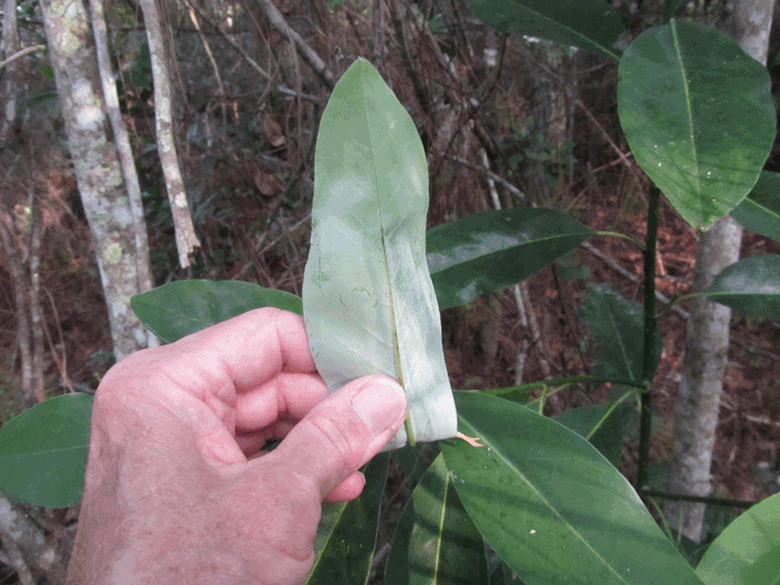 A hand holds a sweetbay magnolia leaf