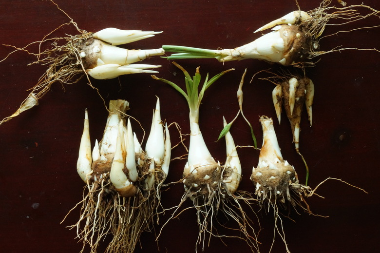 Tuberose bulbs contrasted by a dark background.