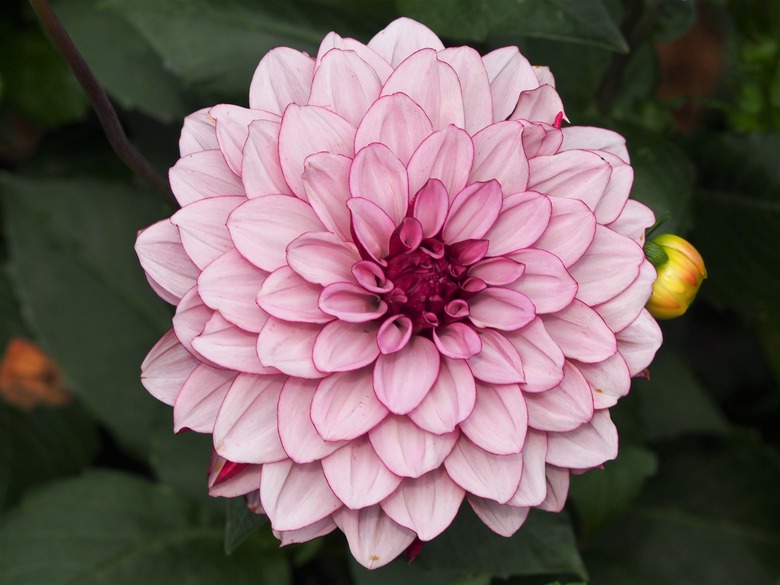 A radiant Seduction dahlia Dahlia 'Seduction' flower with white petals lined with magenta.