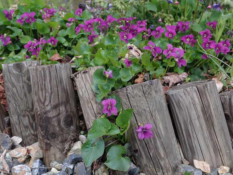 Magenta common violet Viola sororia 'Rubra' flowers growing along an edge held up by wooden stumps.