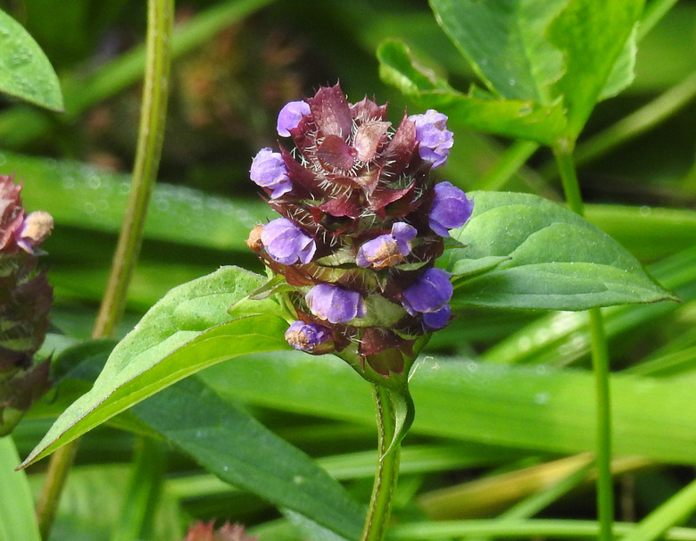 A close-up of some selfheal Prunella vulgaris flowers on terminal spikes.