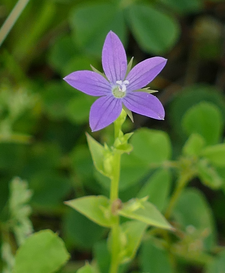 A close-up of a single lavender flower of a Small Venus' looking-glass Triodanis perfoliata subsp. biflora plant.
