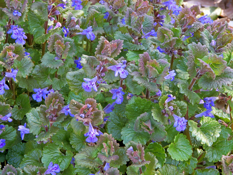 An overhead shot of a great deal of creeping Charlie Glechoma hederacea.