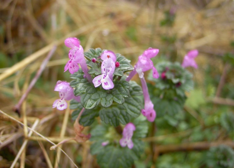 A top-down shot of some nenbit Lamium amplexicaule flowers and leaves.