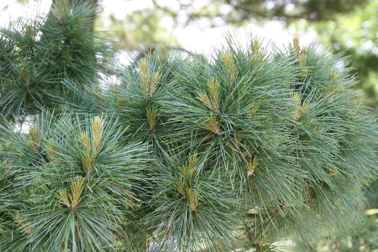 A close-up of the needle-like leaves of an eastern white pine Pinus strobus.