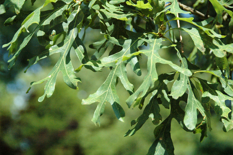 A close-up of the leaves of a white oak Quercus alba