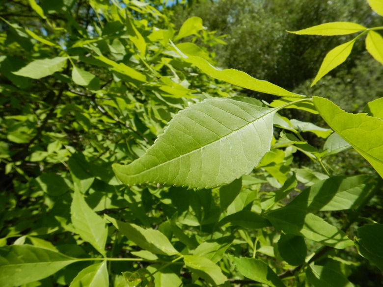 A close-up of the leaves of a green ash Fraxinus pennsylvanica tree.