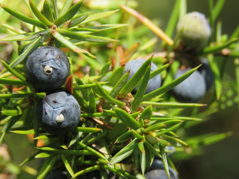 A close-up of the needle-like leaves of a common juniper Juniperus communis.