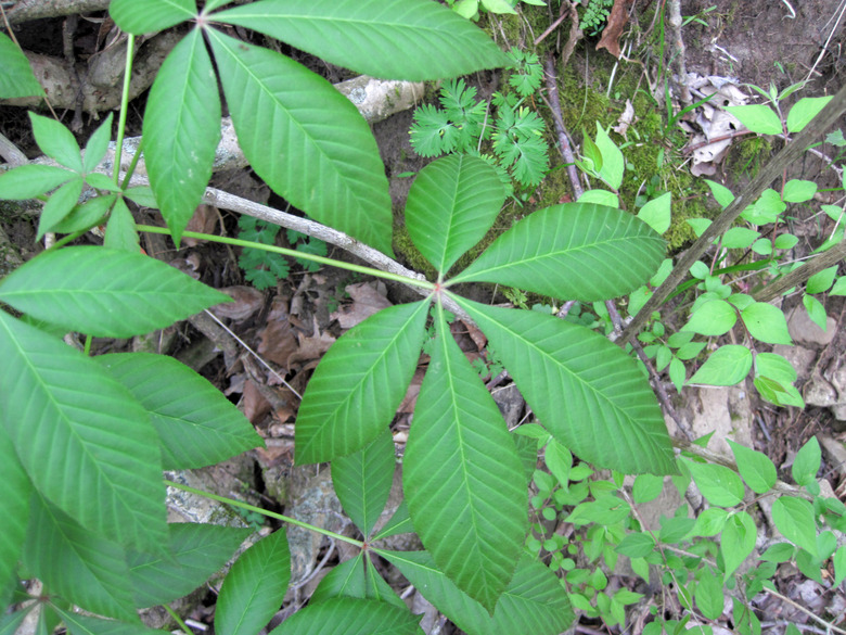 A close-up of leaves from an Ohio buckeye Aesculus glabra in its home state.