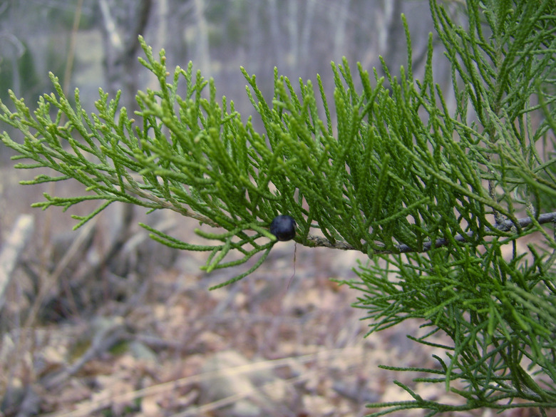 A close-up of the needle-like leaves of an eastern red cedar Juniperus virginiana.