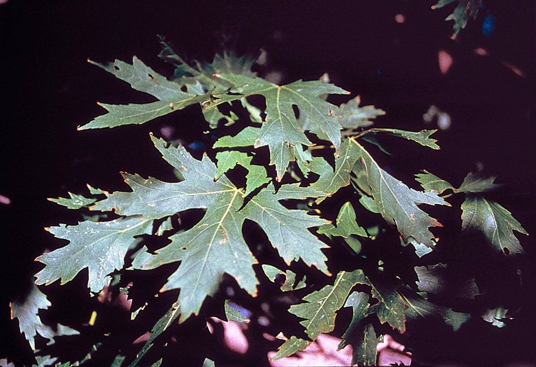 A close-up of the leaves of a silver maple Acer saccharinum