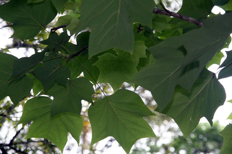 A close-up of the leaves of a tulip tree Liriodendron tulipifera.