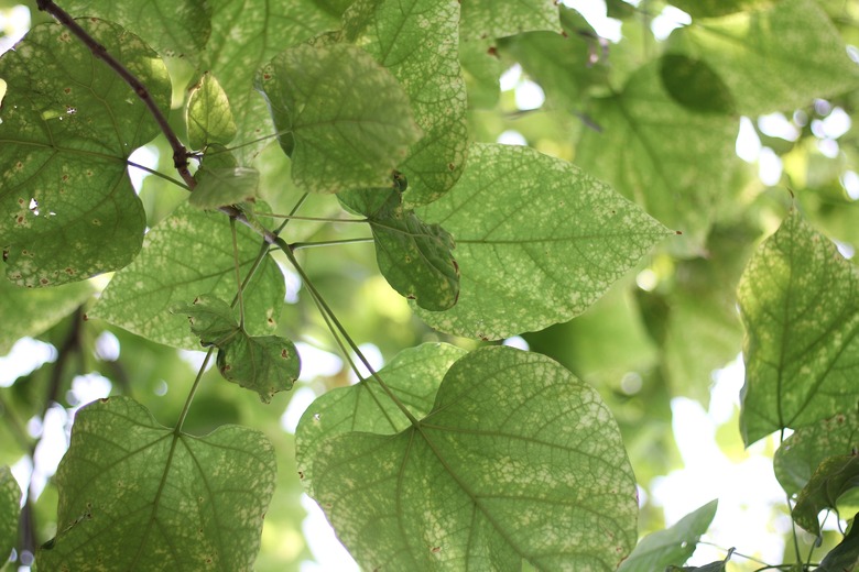A close-up of the leaves of a northern catalpa Catalpa speciosa.