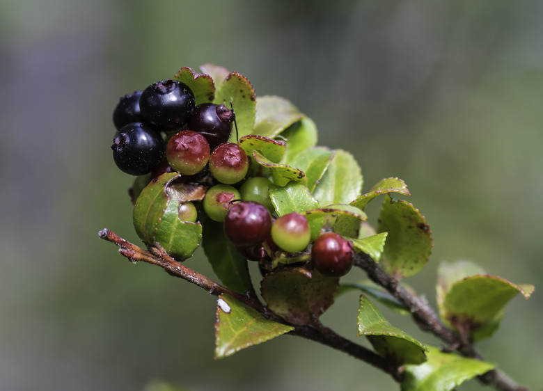 A branch of the evergreen huckleberry Vaccinium ovatum with fruits growing on it.