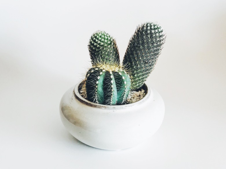 A cute little cactus in a small white pot.