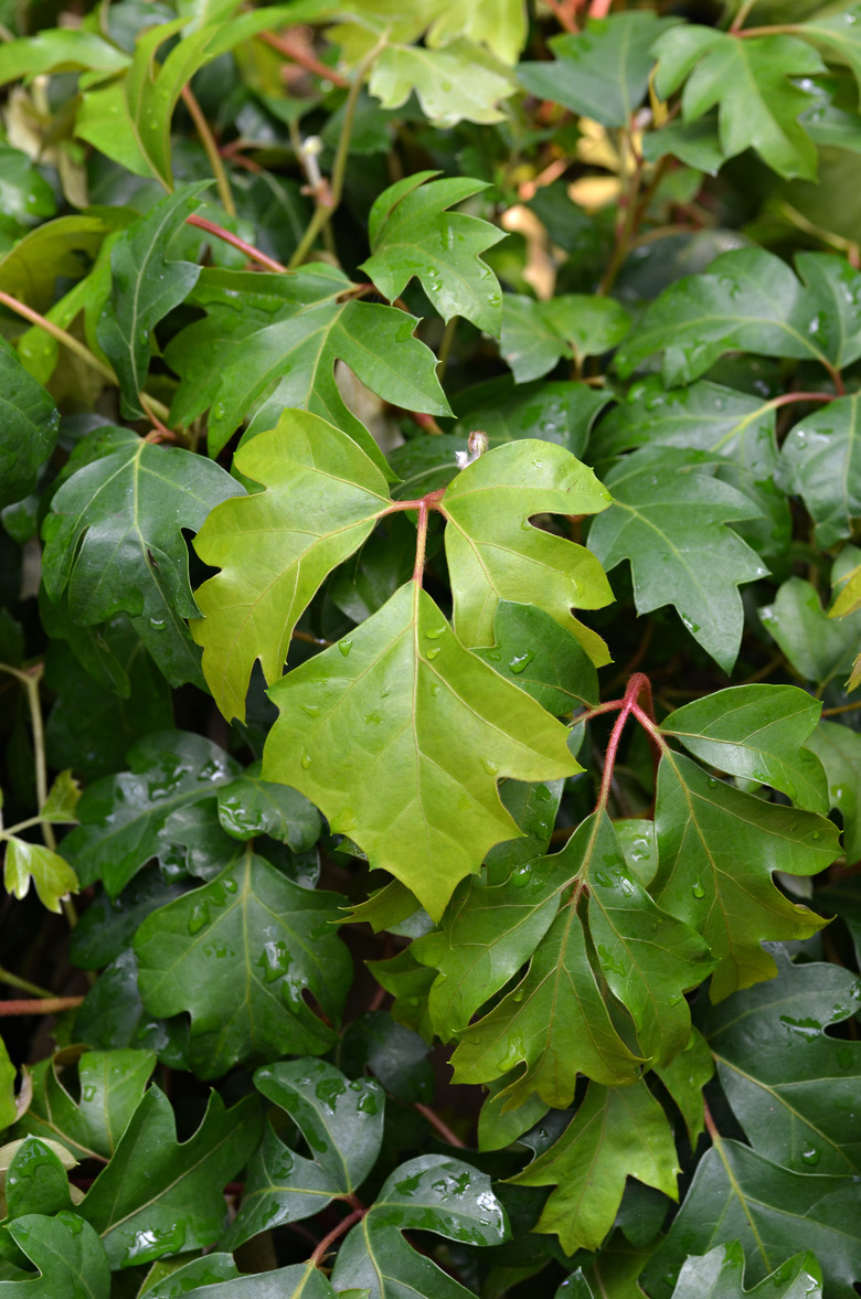 A close-up of the leaves of a grape ivy Cissus alata plant.