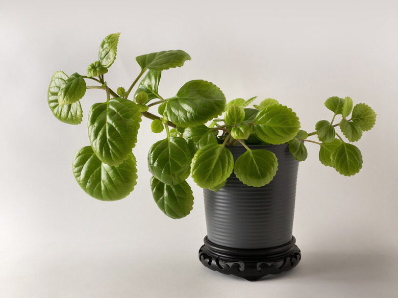 Swedish ivy Plectranthus verticillatus in a grey ceramic pot on a Chinese wooden stand.