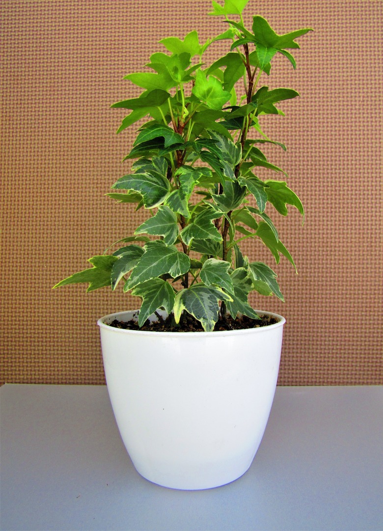 An English ivy Hedera helix plant in a white pot sitting on a table.