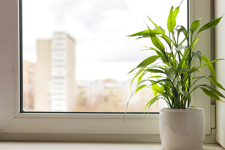 A Chinese water bamboo Dracaena sanderiana plant in a white flower pot on a windowsill.