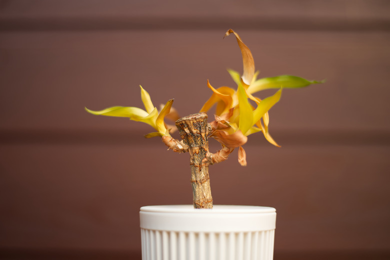 A dead Chinese water bamboo Dracaena sanderiana plant coming out of a small container.