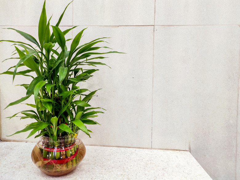 A lucky bamboo Dracaena sanderiana plant in a glass vase sitting on a counter.