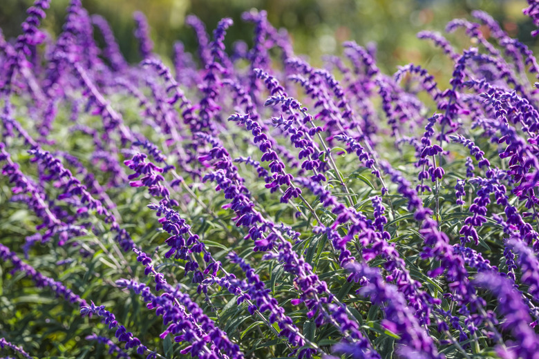 The deeply purple flowers of Mexican bush sage Salvia leucantha blowing in the wind.