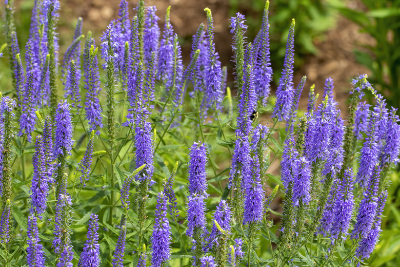 Lovely purple flowers of spiked speedwell Veronica spicata plants growing upright.