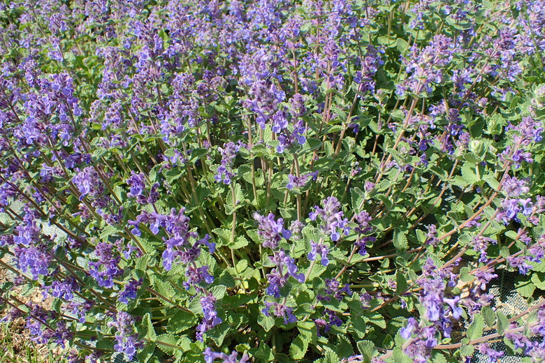A close-up of the purple flowers of catmint Nepeta x faassenii.