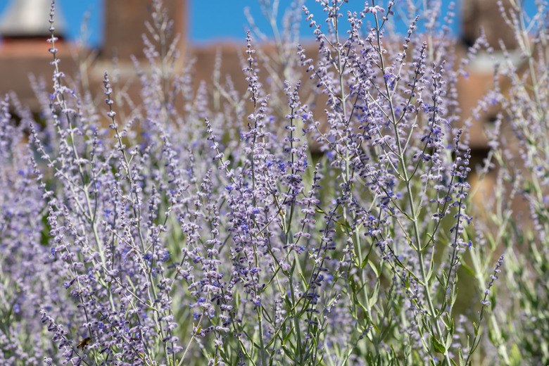 A bunch of delicate Russian sage flowers Salvia atriplicifolia growing together.