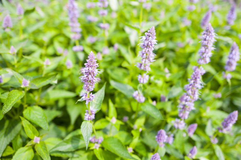 A close-up of a Blue Fortune hummingbird mint Agastache 'Blue Fortune' plant.