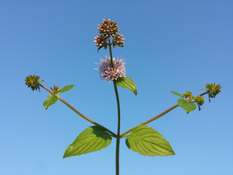 An upshot of a water mint Mentha aquatica plant set against the backdrop of a blue sky.