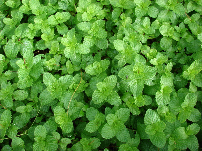 An overhead shot of a bunch of spearmint Mentha spicata plants.