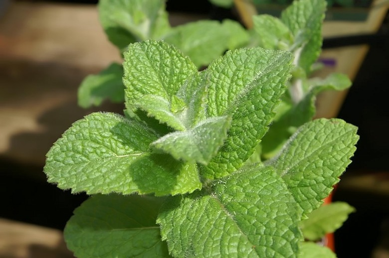 A close-up shot of some apple mint Mentha suaveolens.