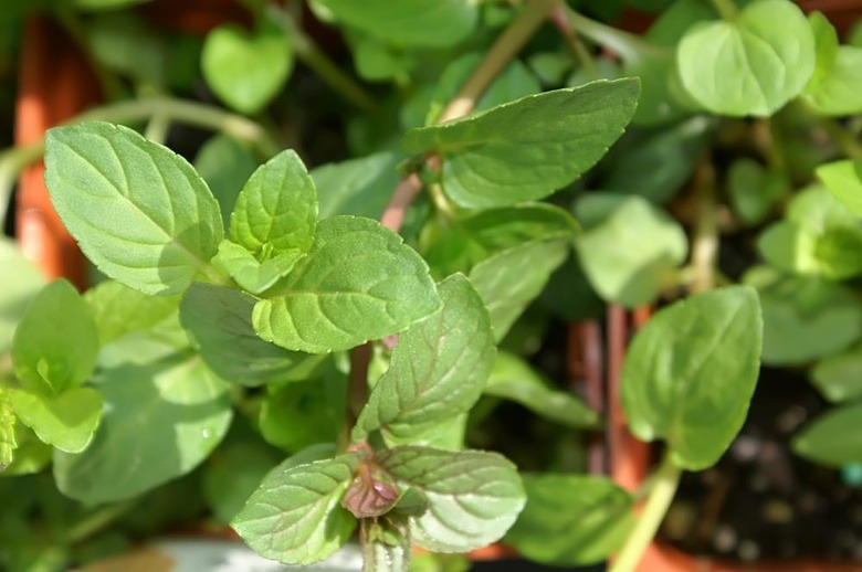 A close-up shot of some chocolate mint Mentha x piperita f. citrata 'Chocolate' at the Merrifield Garden Center in Merrifield