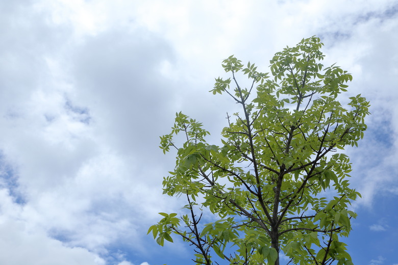 A mahogany tree reaching up toward the cloudy sky.