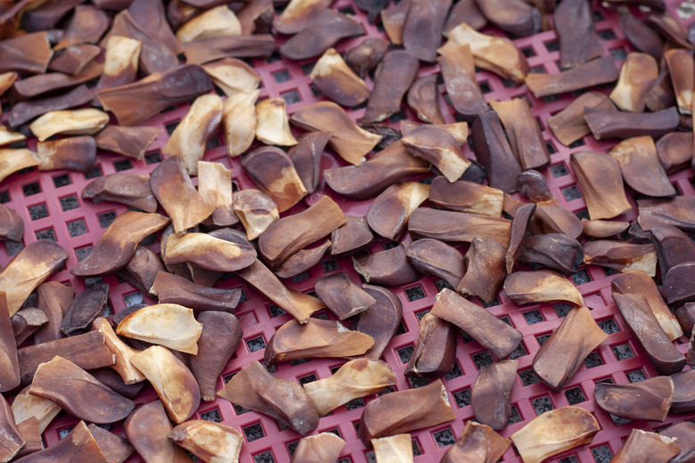 Dominican mahogany seeds in the basket sun drying.