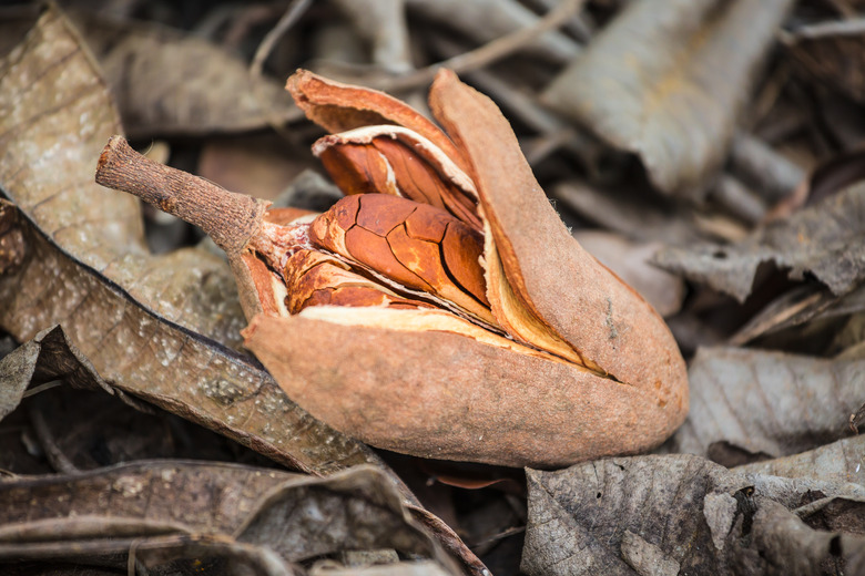 A close-up of a mahogany seedpod.