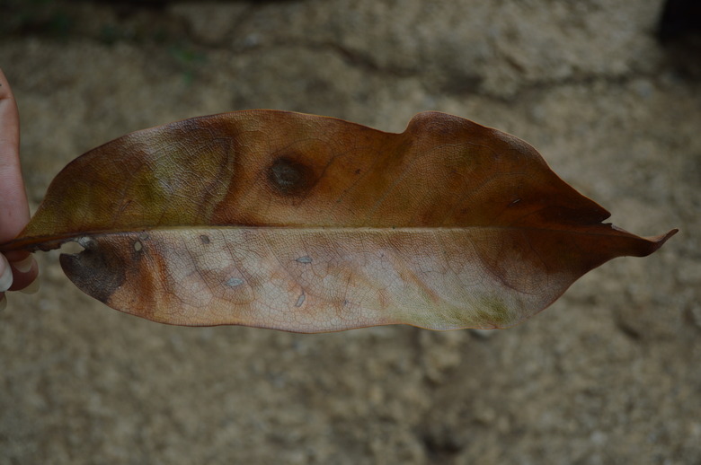 A sick leaf of from a Southern magnolia tree Magnolia grandiflora.
