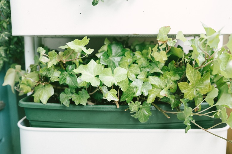 A container with English ivy Hedera helix growing out of it.