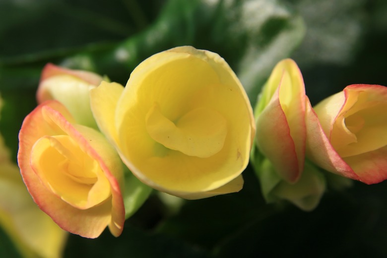 Gorgeous yellow blooms of a Rieger begonia Begonia hiemalis.