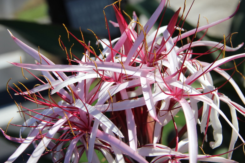 The giant crinum Crinum asiaticum